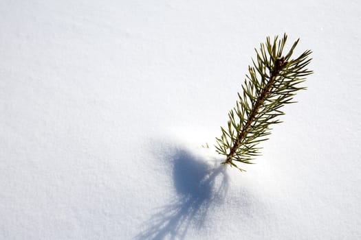 Survival Spruce Tree