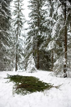 Spruce Branch Tent Base