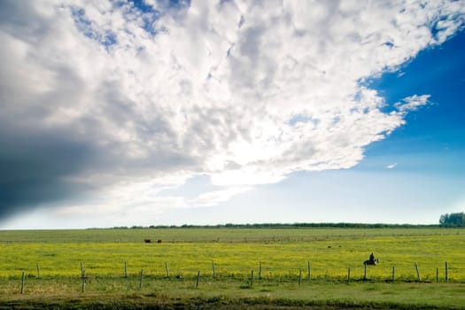 Prairie Summer Landscape