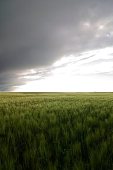 Wheat Field