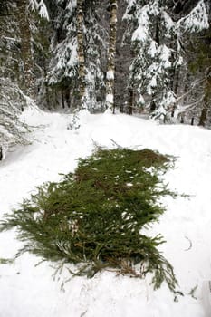 Spruce Branch Tent Base