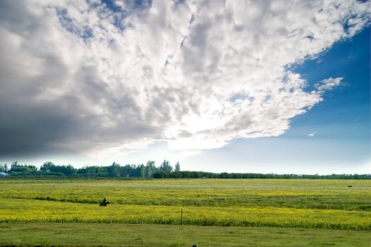 Prairie Summer Landscape