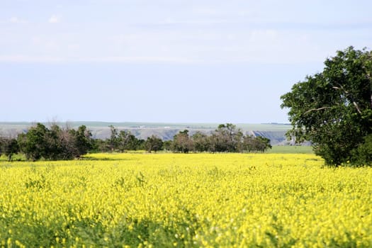 Prairie Landscape