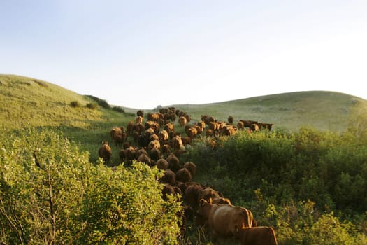 Cattle Round Up