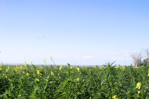 Wild Mustard - Butterflies