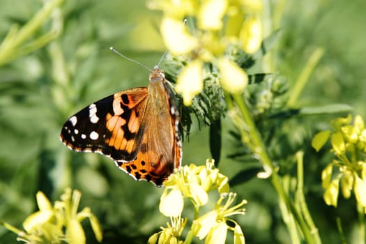Painted Lady Butterfly