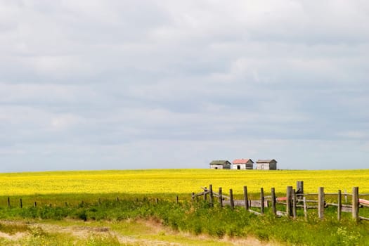 Prairie Landscape - Fence Line