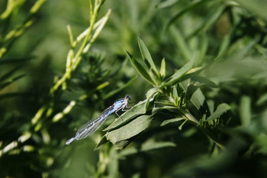 Dragon Fly