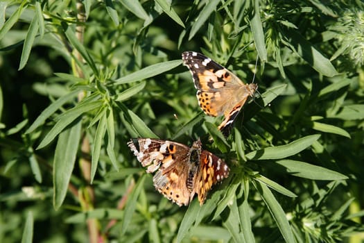 Painted Lady Butterfly