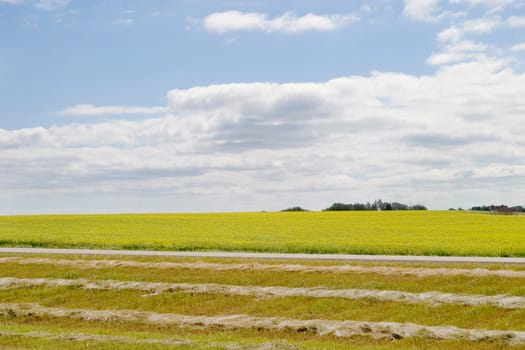 Prairie Landscape