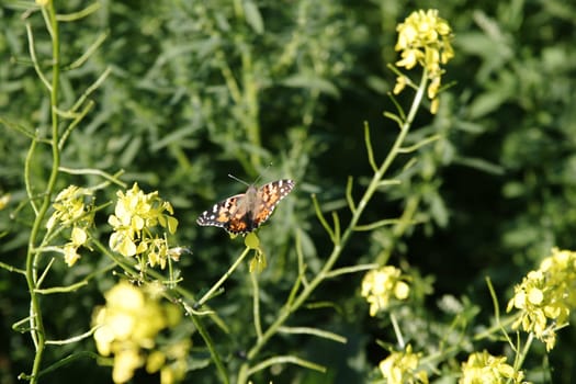 Painted Lady Butterfly