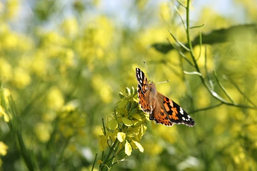 Painted Lady Butterfly