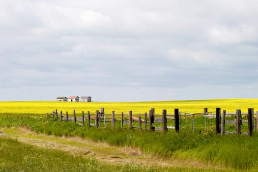 Prairie Landscape - Fence Line