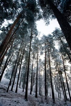 Winter Forest