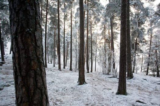 Winter Frost