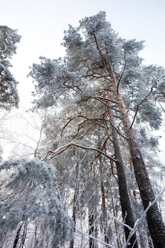 Winter Forest