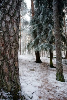 Winter Forest
