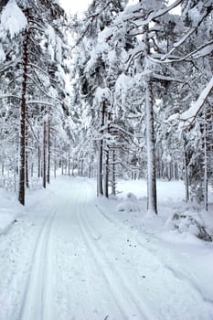Ski Trail