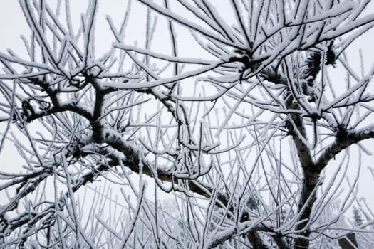 Frost Background