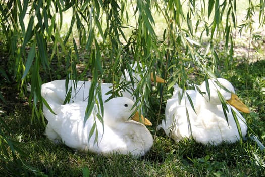 Ducks