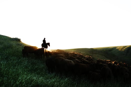 Cattle Round Up