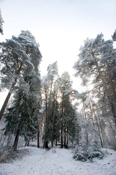 Winter Forest