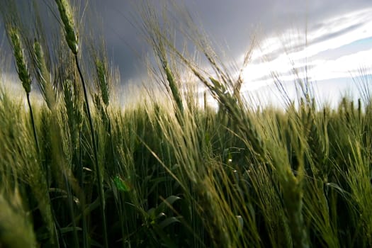 Wheat Field