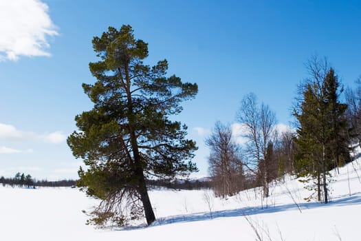 Solitude