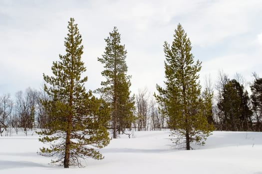 Snow and Trees