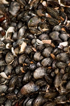 Mussels