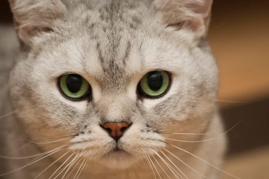 Cat Portrait