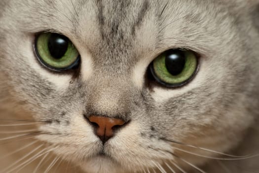 Cat Portrait