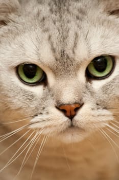 Cat Portrait