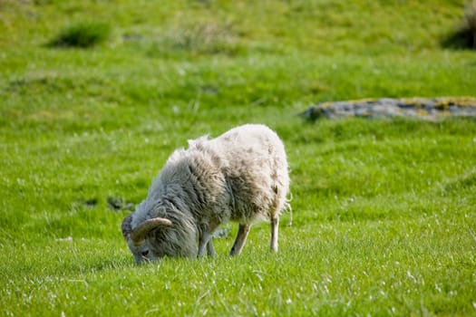 Grazing Sheep