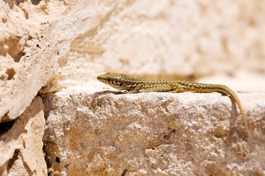 Lizard