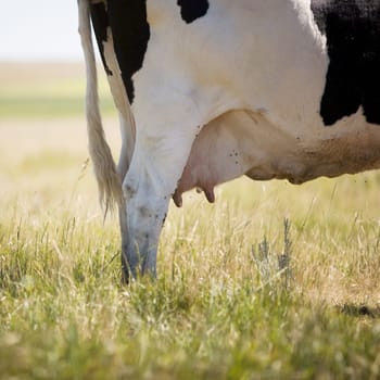 Cow Swatting Flies