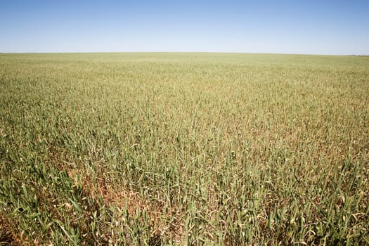 Wheat Field