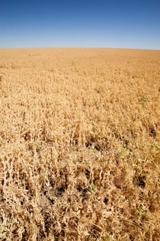 Pea Field