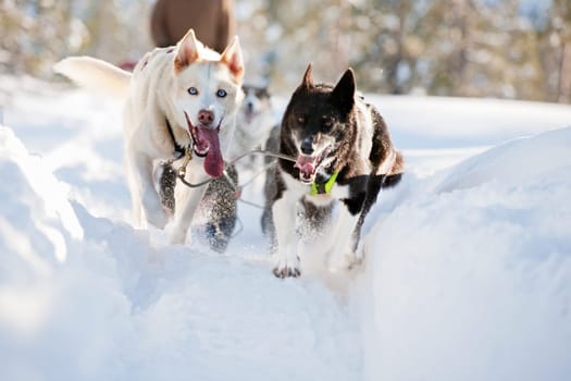 Sled Dog