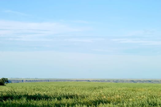 Oats Landscape