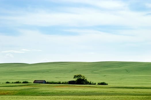 Prairie Landscape