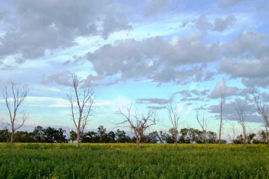 Dead Tree Landscape