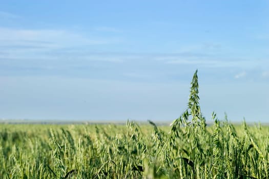 Oats Landscape