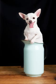 Chihuahua Smile