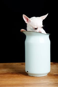 Shy Chihuahua
