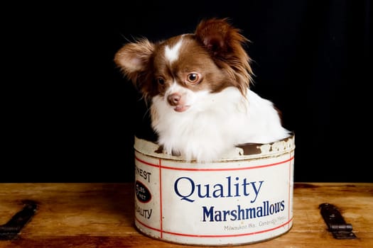 Chihuahua Marshmallows