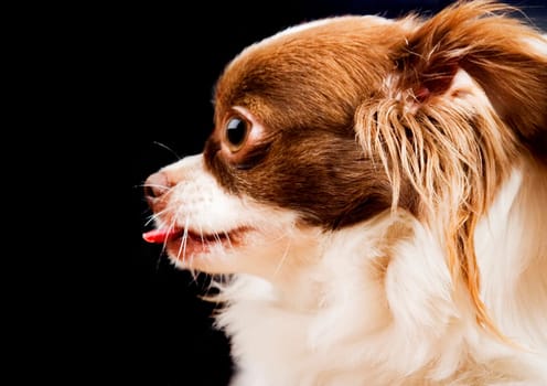 Chiwawa Profile