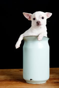 Chiwawa