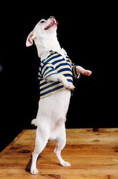 Trick Chihuahua