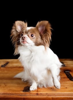 Chiwawa